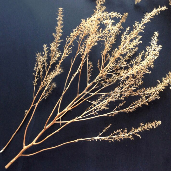 Miniature model Chenopodium spinosum Train sand table War scene model DIY transformation materials