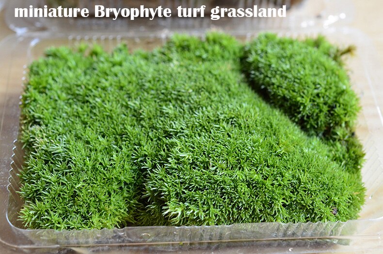 miniature Bryophyte turf grassland DIY Making Material for Train Model Scenario Sand Table