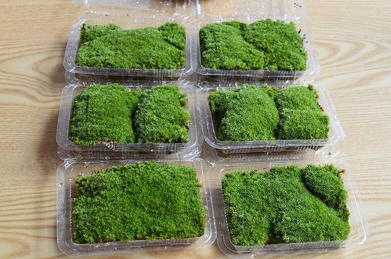 miniature Bryophyte turf grassland DIY Making Material for Train Model Scenario Sand Table