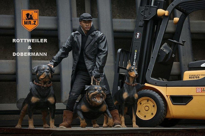 Mr.Z 1/6 Simulation Animal Dog German Rottweiler Dog Model Toy Gift Model F 12