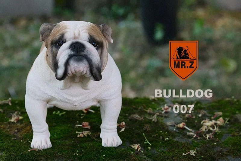 Mr.Z 1/4 Simulation Animal dog Bulldog Models Toy Gift Model For Action Figure Scene Car Decoration Accessories indoor Ornaments