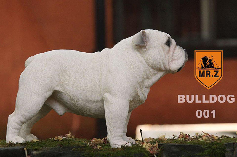 Mr.Z 1/4 Simulation Animal dog Bulldog Models Toy Gift Model For Action Figure Scene Car Decoration Accessories indoor Ornaments