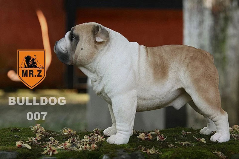 Mr.Z 1/4 Simulation Animal dog Bulldog Models Toy Gift Model For Action Figure Scene Car Decoration Accessories indoor Ornaments