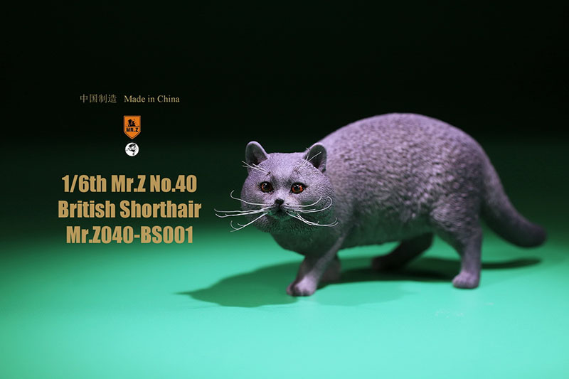Mr.Z No.040-BS 1/6 British Shorthair Fat Cat Simulation Model Toy Animal Model Static Decoration for 12' Action Figure Ornaments Mr.Z No.040-BS 1/6 British Shorthair Fat Cat Simulation Model Toy Animal Model Static Decoration for 12' Action Figure Ornaments