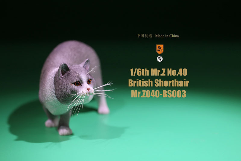 Mr.Z No.040-BS 1/6 British Shorthair Fat Cat Simulation Model Toy Animal Model Static Decoration for 12' Action Figure Ornaments Mr.Z No.040-BS 1/6 British Shorthair Fat Cat Simulation Model Toy Animal Model Static Decoration for 12' Action Figure Ornaments