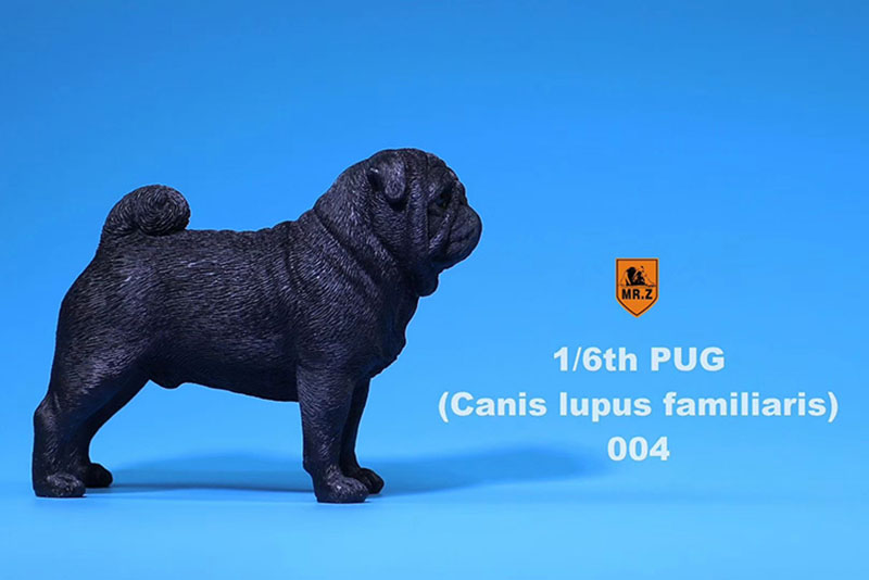 Mr.Z 1/6 Simulation Animal PUG Dog Canis Lupus Familiaris Model Toy F 12 Mr.Z 1/6 Simulation Animal PUG Dog Canis Lupus Familiaris Model Toy F 12