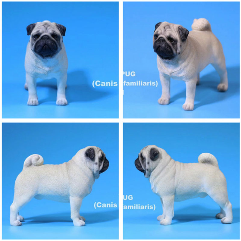 Mr.Z 1/6 Simulation Animal PUG Dog Canis Lupus Familiaris Model Toy F 12 Mr.Z 1/6 Simulation Animal PUG Dog Canis Lupus Familiaris Model Toy F 12