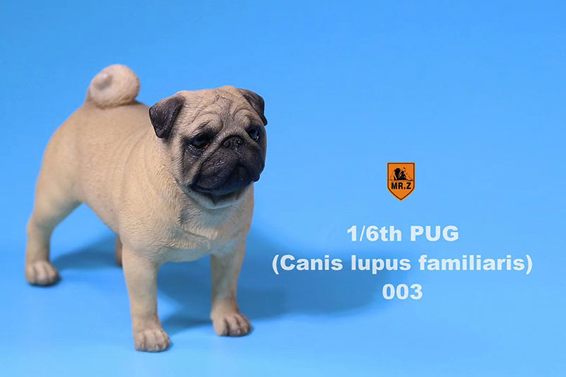 Mr.Z 1/6 Simulation Animal PUG Dog Canis Lupus Familiaris Model Toy F 12 Mr.Z 1/6 Simulation Animal PUG Dog Canis Lupus Familiaris Model Toy F 12