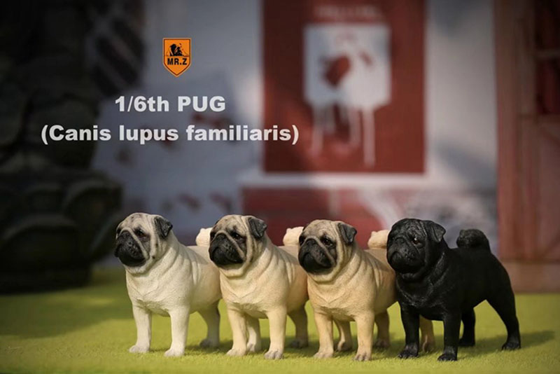 Mr.Z 1/6 Simulation Animal PUG Dog Canis Lupus Familiaris Model Toy F 12 Mr.Z 1/6 Simulation Animal PUG Dog Canis Lupus Familiaris Model Toy F 12