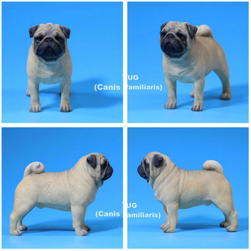 Mr.Z 1/6 Simulation Animal PUG Dog Canis Lupus Familiaris Model Toy F 12 Mr.Z 1/6 Simulation Animal PUG Dog Canis Lupus Familiaris Model Toy F 12