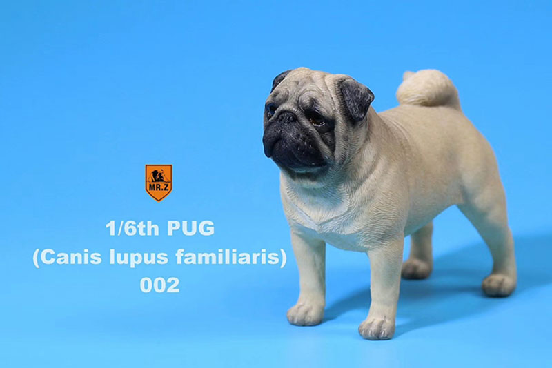 Mr.Z 1/6 Simulation Animal PUG Dog Canis Lupus Familiaris Model Toy F 12 Mr.Z 1/6 Simulation Animal PUG Dog Canis Lupus Familiaris Model Toy F 12