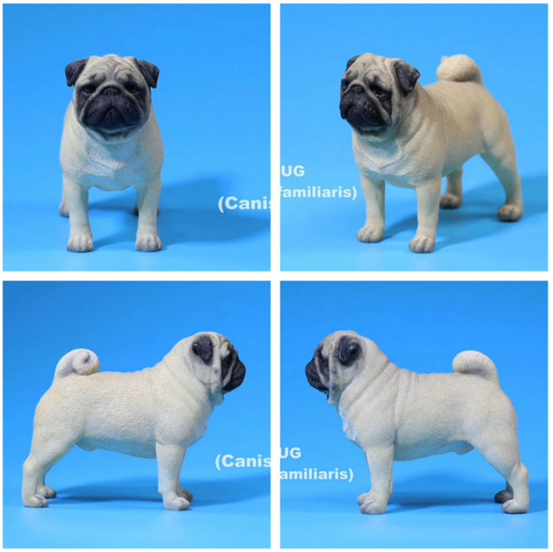 Mr.Z 1/6 Simulation Animal PUG Dog Canis Lupus Familiaris Model Toy F 12 Mr.Z 1/6 Simulation Animal PUG Dog Canis Lupus Familiaris Model Toy F 12