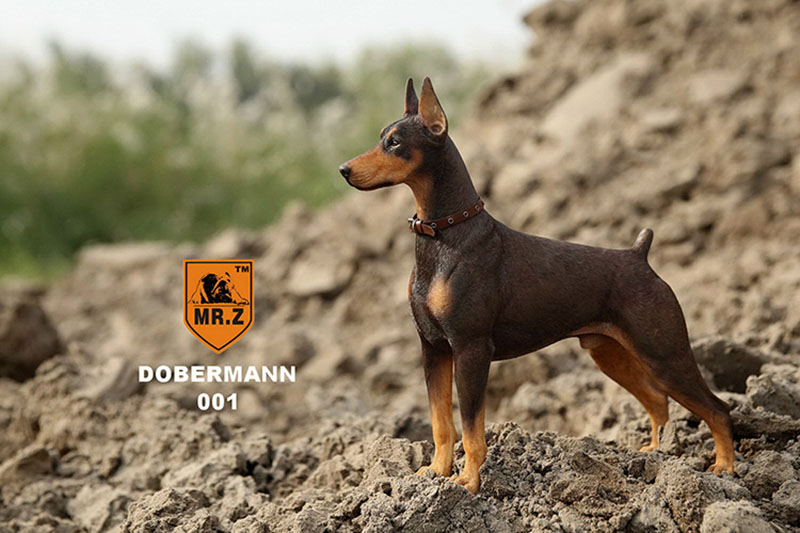 Mr.Z 1/6 Simulation Animal Police Dog Doberman Pet Dog Model Toys Collection Gift Model F 12