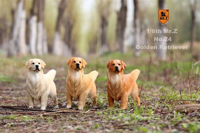 Mr.Z 1:6 Resin PVC No.24 Miniature Animal Model Golden Retriever Dog Models Toy Fit 12