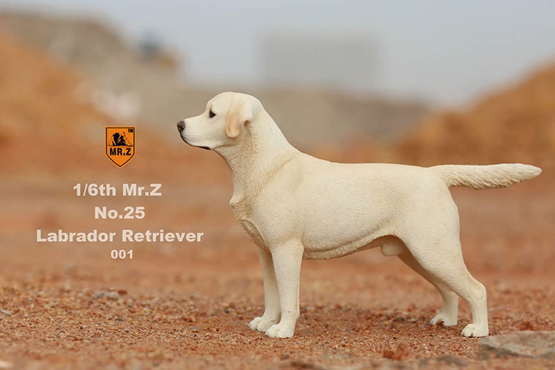 Mr.Z 24cm 1/6 Simulation Animal Standing Walking Pet Labrador Retriever Dog Model Toy Gift Model Car Scene Decoration Ornaments Mr.Z 24cm 1/6 Simulation Animal Standing Walking Pet Labrador Retriever Dog Model Toy Gift Model Car Scene Decoration Ornaments