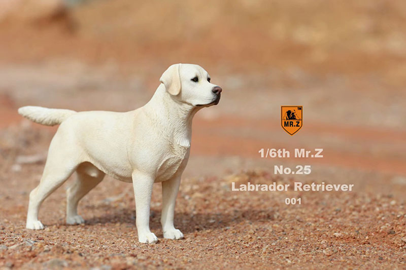Mr.Z 24cm 1/6 Simulation Animal Standing Walking Pet Labrador Retriever Dog Model Toy Gift Model Car Scene Decoration Ornaments Mr.Z 24cm 1/6 Simulation Animal Standing Walking Pet Labrador Retriever Dog Model Toy Gift Model Car Scene Decoration Ornaments