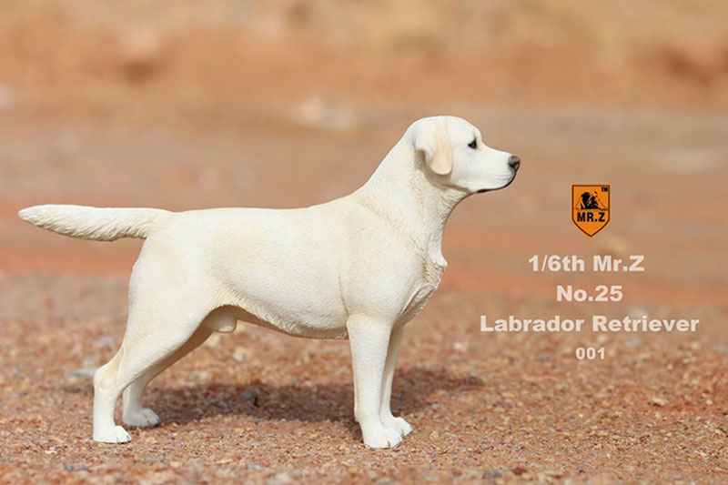 Mr.Z 24cm 1/6 Simulation Animal Standing Walking Pet Labrador Retriever Dog Model Toy Gift Model Car Scene Decoration Ornaments Mr.Z 24cm 1/6 Simulation Animal Standing Walking Pet Labrador Retriever Dog Model Toy Gift Model Car Scene Decoration Ornaments