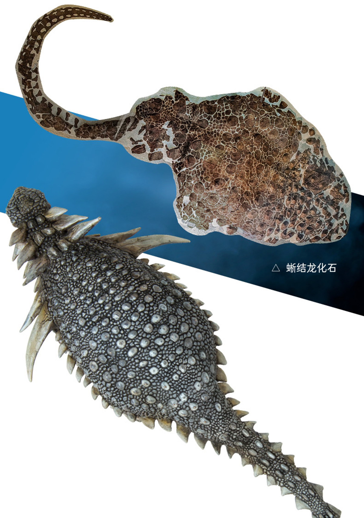 PNSO Sauropelta Figure Nodosauridae Model Dinosaur Model Collector Animal Adult Kids Toy Christmas Birthday Gift