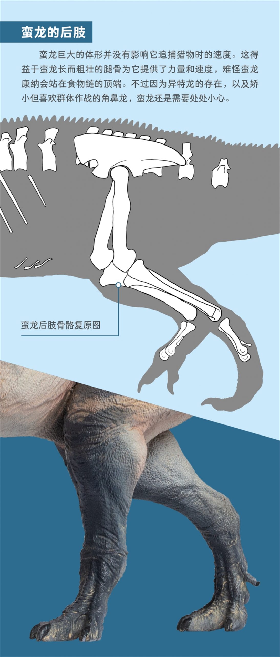 IN STOCK! PNSO 48 Connor The Torvosaurus Model Megalosauridae Dinosaur Animal Collector Decoration Adult Toy Figure Gift IN STOCK! PNSO 48 Connor The Torvosaurus Model Megalosauridae Dinosaur Animal Collector Decoration Adult Toy Figure Gift