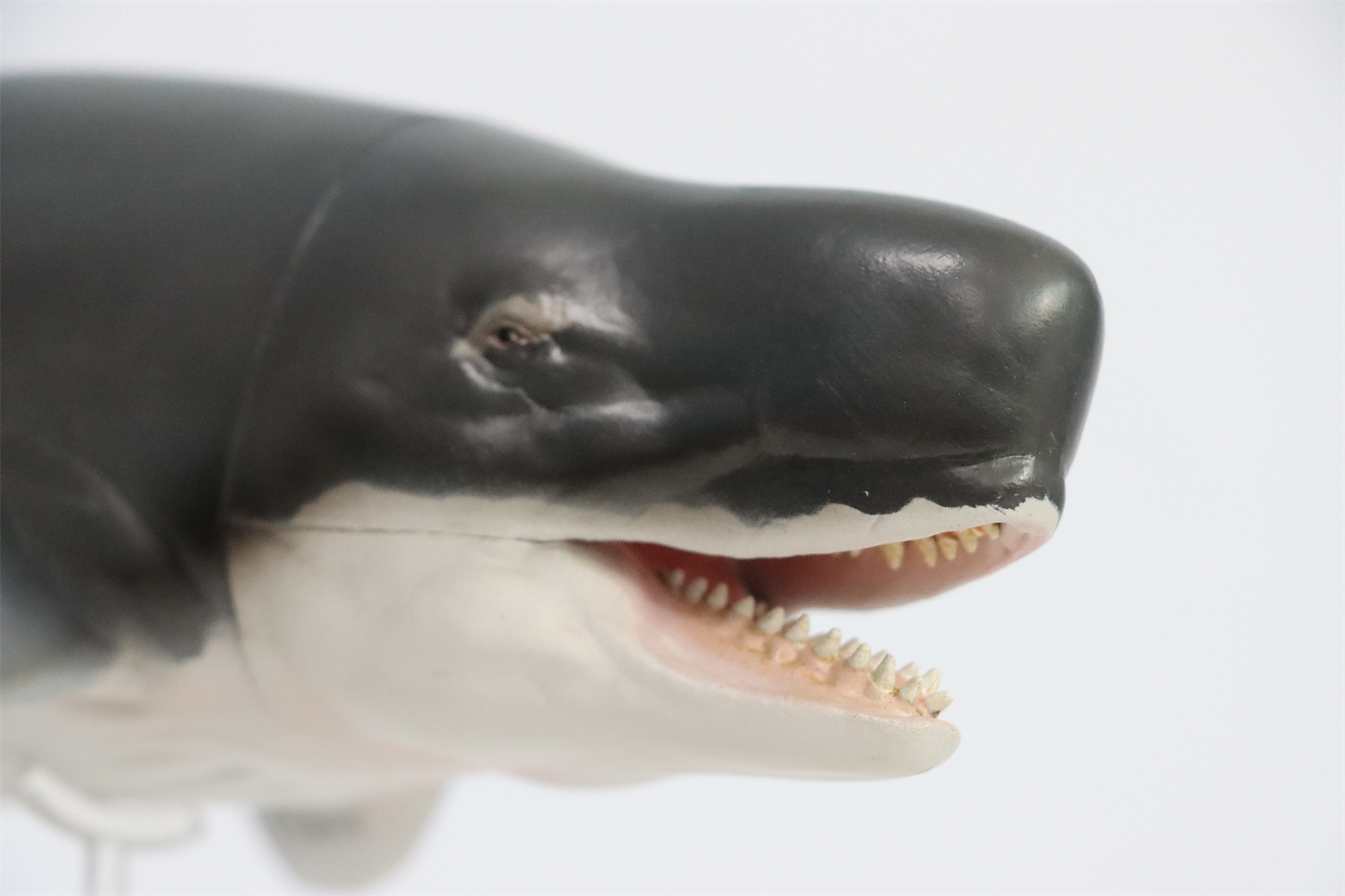 PNSO Prehistoric Dinosaur Model 56 Requena The Livyatan Model Collector Science Education Sperm Whale Animal Toys PNSO Prehistoric Dinosaur Model 56 Requena The Livyatan Model Collector Science Education Sperm Whale Animal Toys