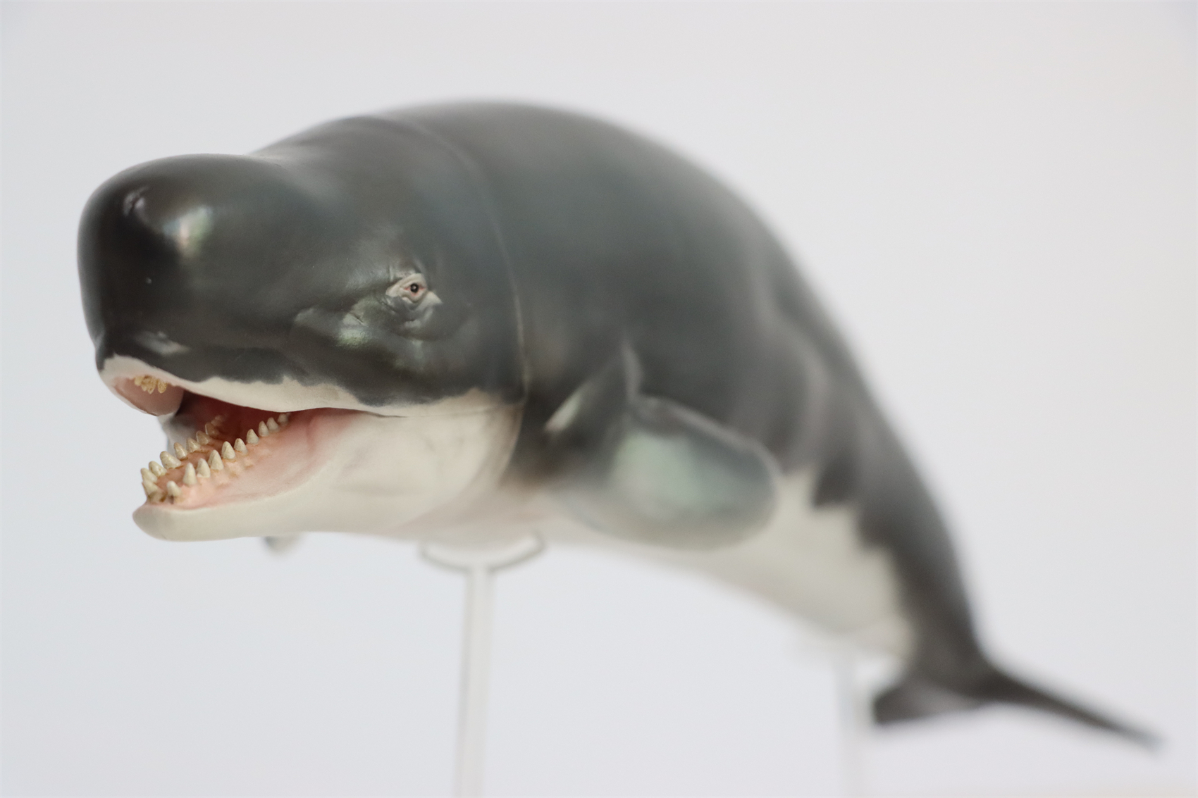 PNSO Prehistoric Dinosaur Model 56 Requena The Livyatan Model Collector Science Education Sperm Whale Animal Toys PNSO Prehistoric Dinosaur Model 56 Requena The Livyatan Model Collector Science Education Sperm Whale Animal Toys