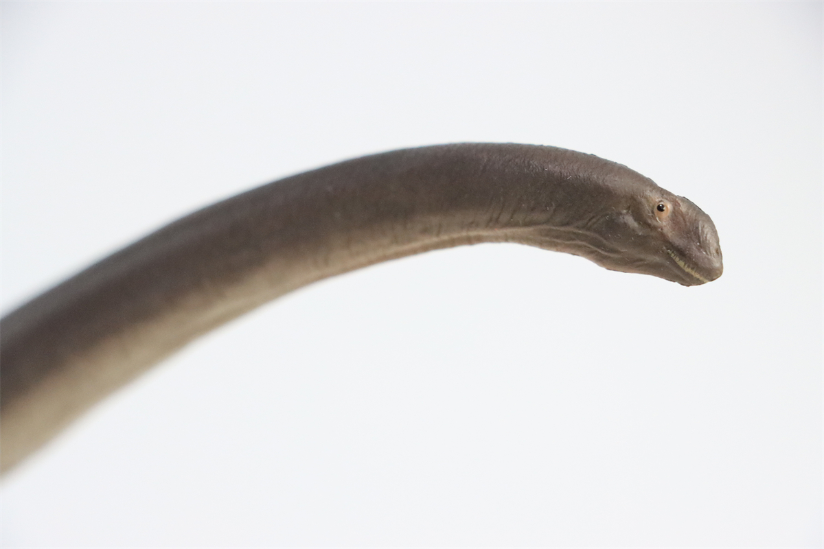 PNSO New ER-MA The Mamenchisaurus Dinosaur Museums Series 1:45 Scientific Art Models Collector Science Education Dinosaur Toys