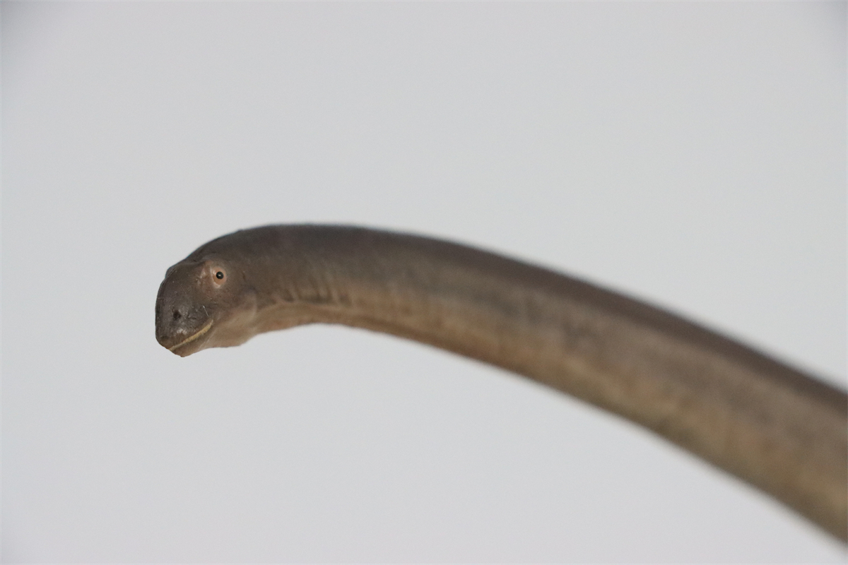 PNSO New ER-MA The Mamenchisaurus Dinosaur Museums Series 1:45 Scientific Art Models Collector Science Education Dinosaur Toys