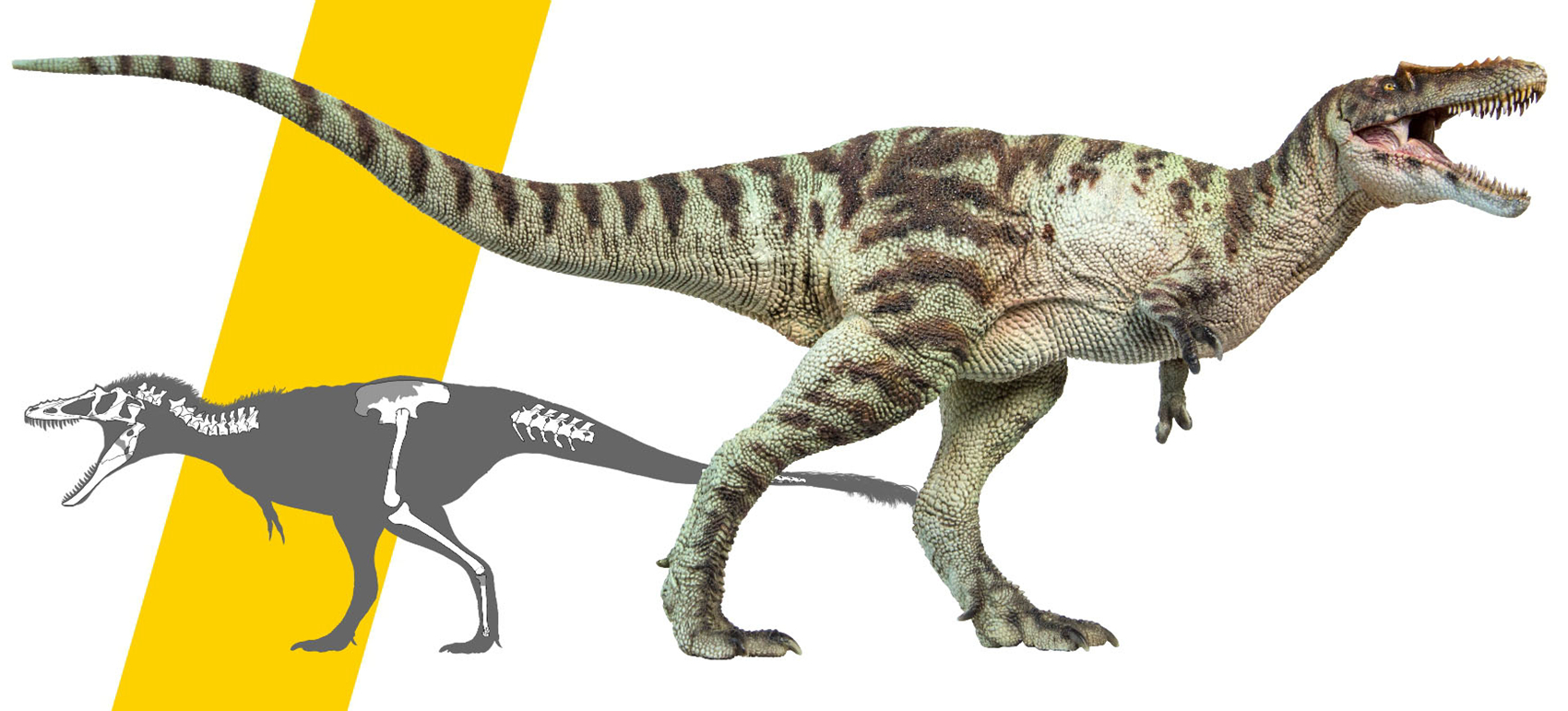 PNSO Qianzhousaurus Sinensis A-shu Figure Tyrannosauridae Dinosaur Collector T-Rex Animal Adult Kids Toy Christmas Birthday Gift