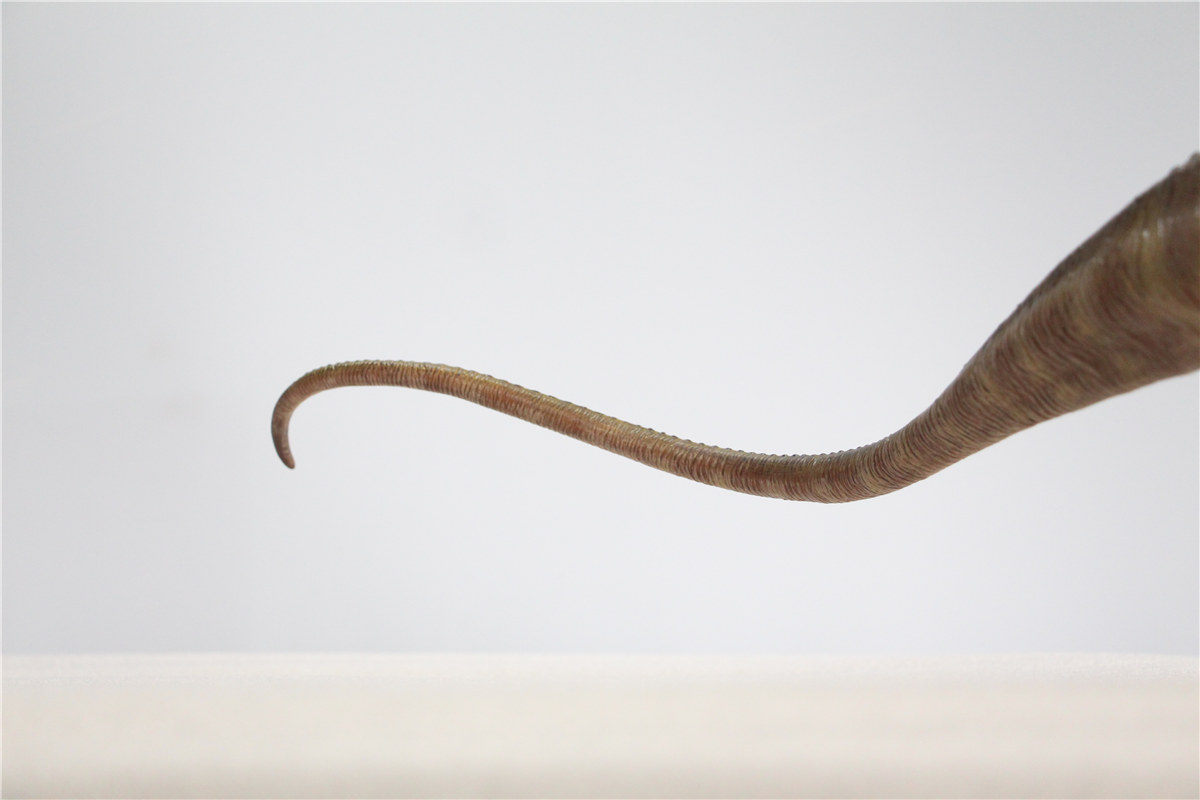 IN STOCK Nanmu 1:35 Super Apatosaurus Bastion Figure Diplodocidae Dinosaur Collector Animal Model Toy Gift Retail Box IN STOCK Nanmu 1:35 Super Apatosaurus Bastion Figure Diplodocidae Dinosaur Collector Animal Model Toy Gift Retail Box