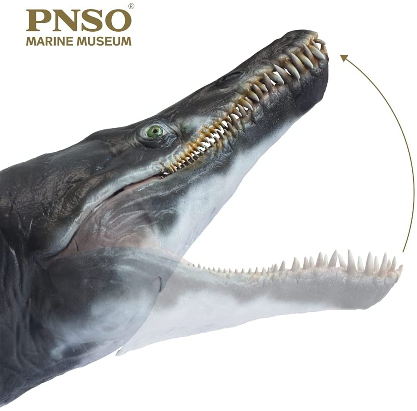 PNSO MARINE MUSEUM JEFF THE KRONOSAURUS 1:35 SCIENTIFIC ART MODEL Animal Collector Model Adult Kids Education Toy Gift