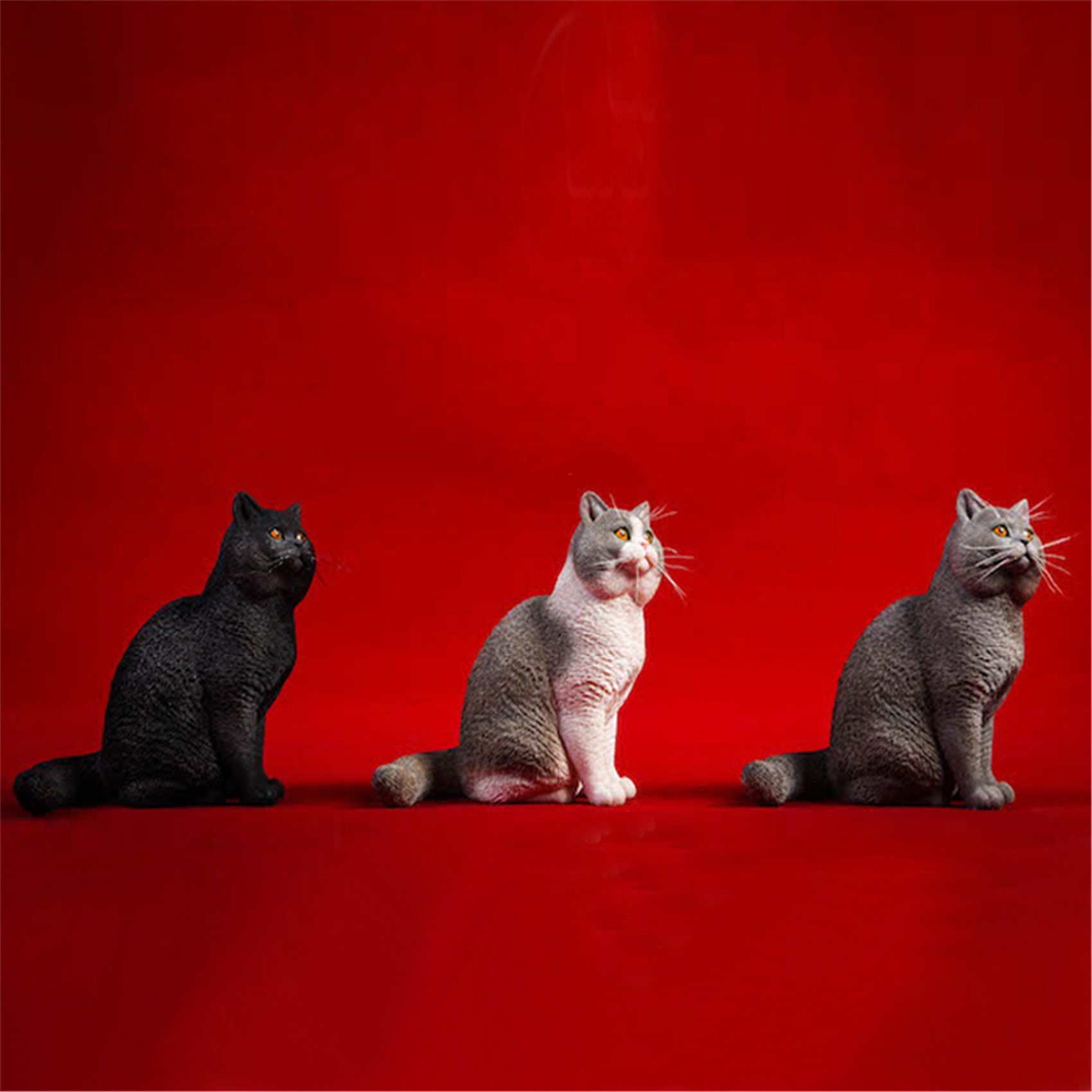 JXK 1:6 Scale British Shorthair Cat Figure Cute Pet Healing Figure Canidae Animal Collector Toy Resin Desktop Decoration Gift JXK 1:6 Scale British Shorthair Cat Figure Cute Pet Healing Figure Canidae Animal Collector Toy Resin Desktop Decoration Gift