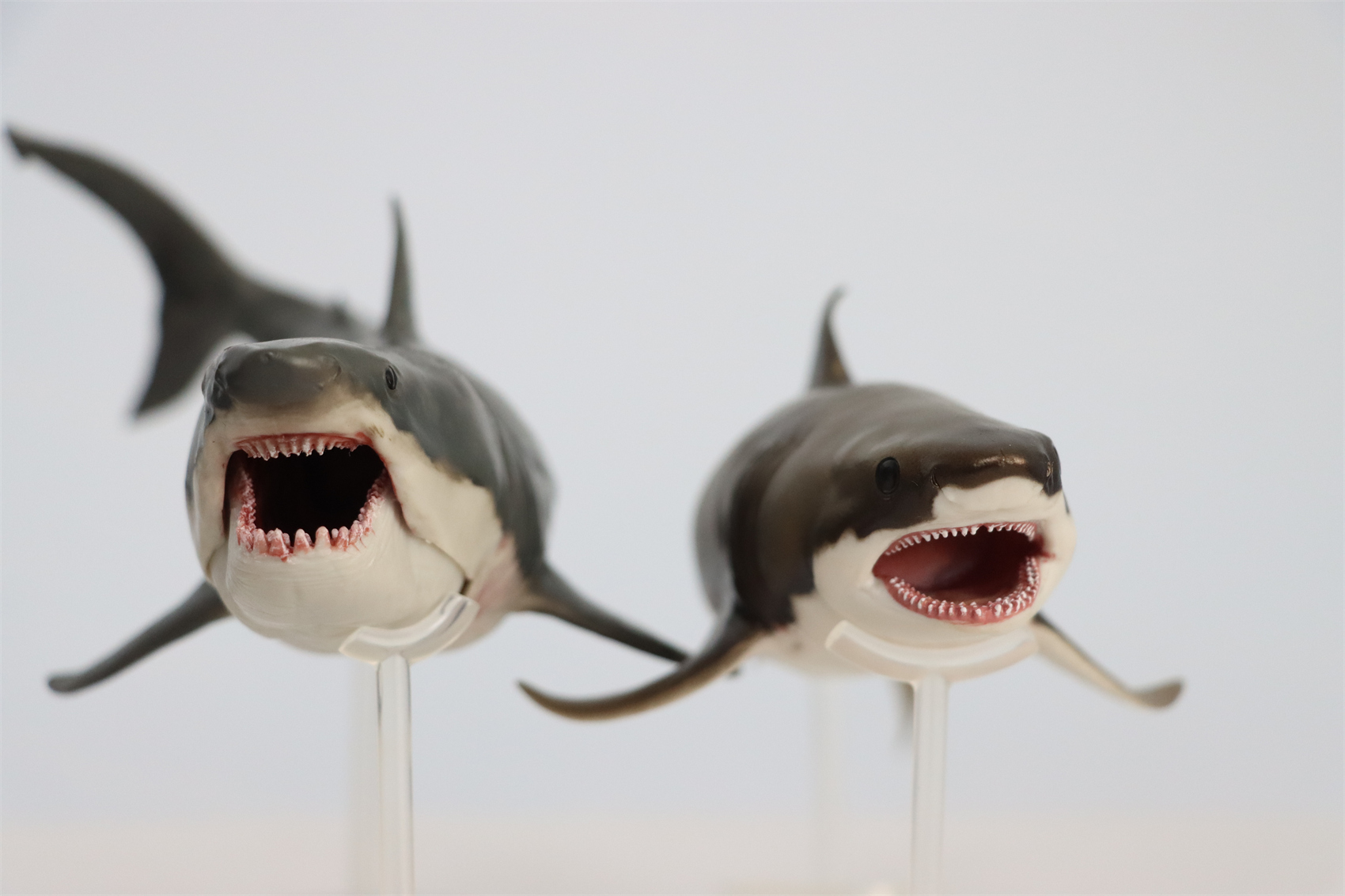 PNSO Prehistoric Dinosaur Model 54 Aidan The Cretoxyrhina Model Collector Science Education Mackerel Shark Animal Toys