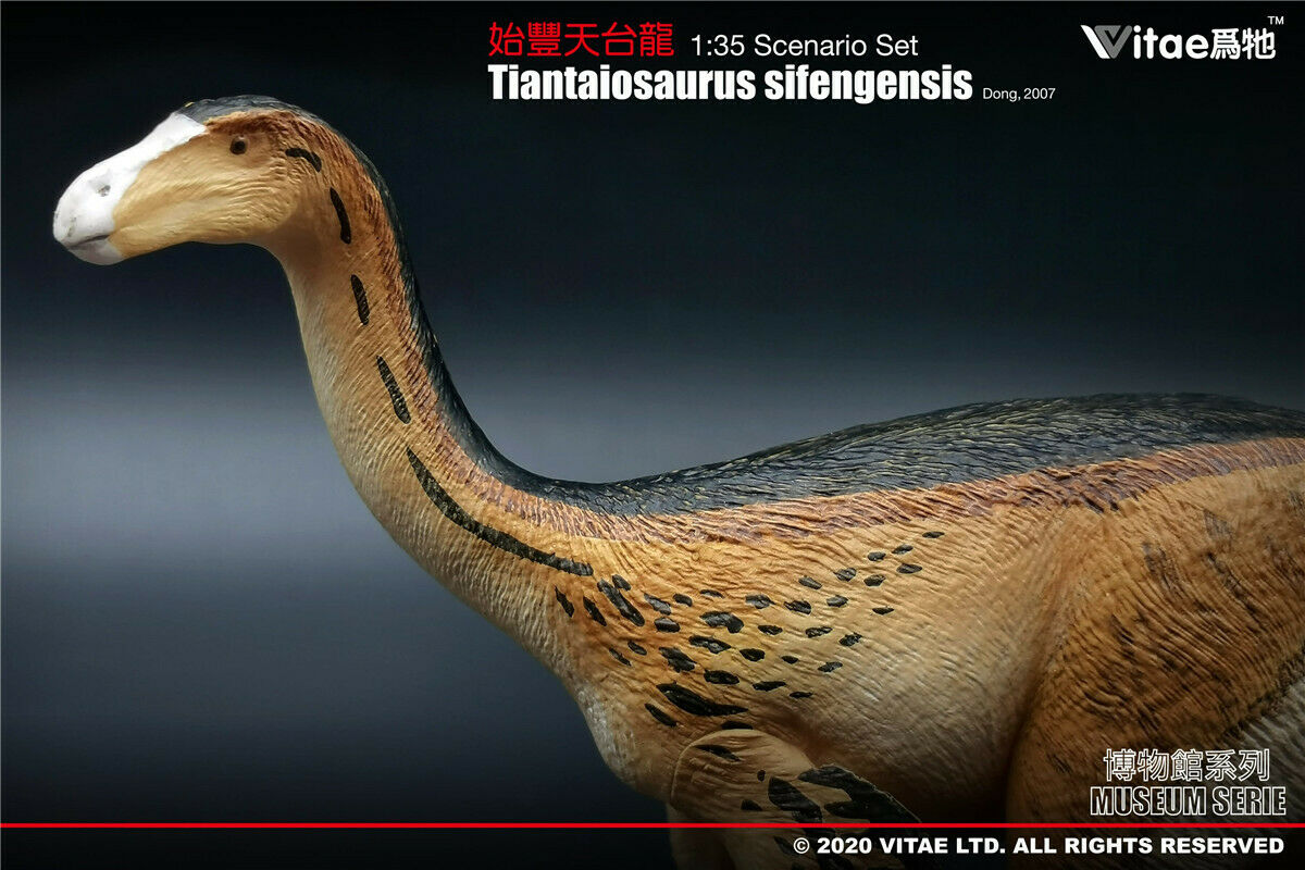 Vitae 1:35 Scale Tiantaiosaurus sifengensis Dong Model Dinosaur Toys Animal Collector Animal Adults Gift