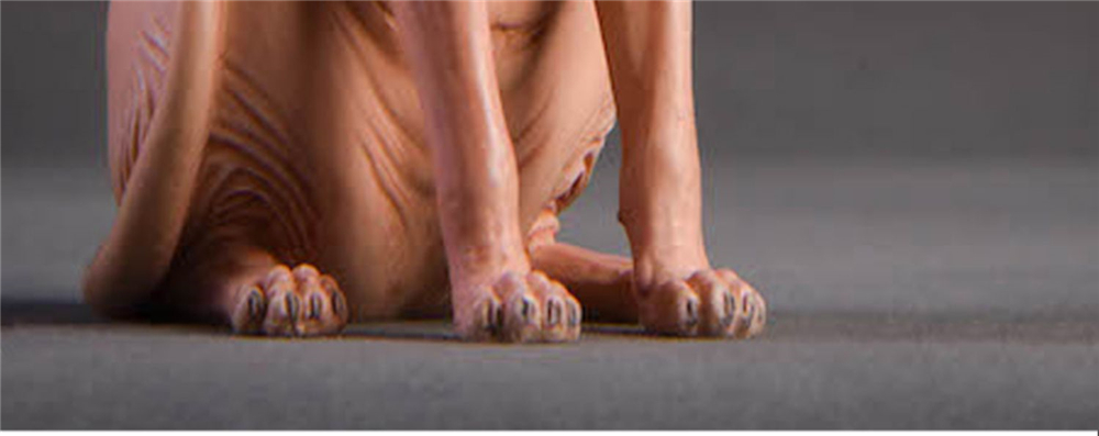 JxK 1:6 Scale Canadian Hairless Cat Pet Sphynx Healing Figure Felidae Animal Collector Toy Resin Desktop Decoration Gift