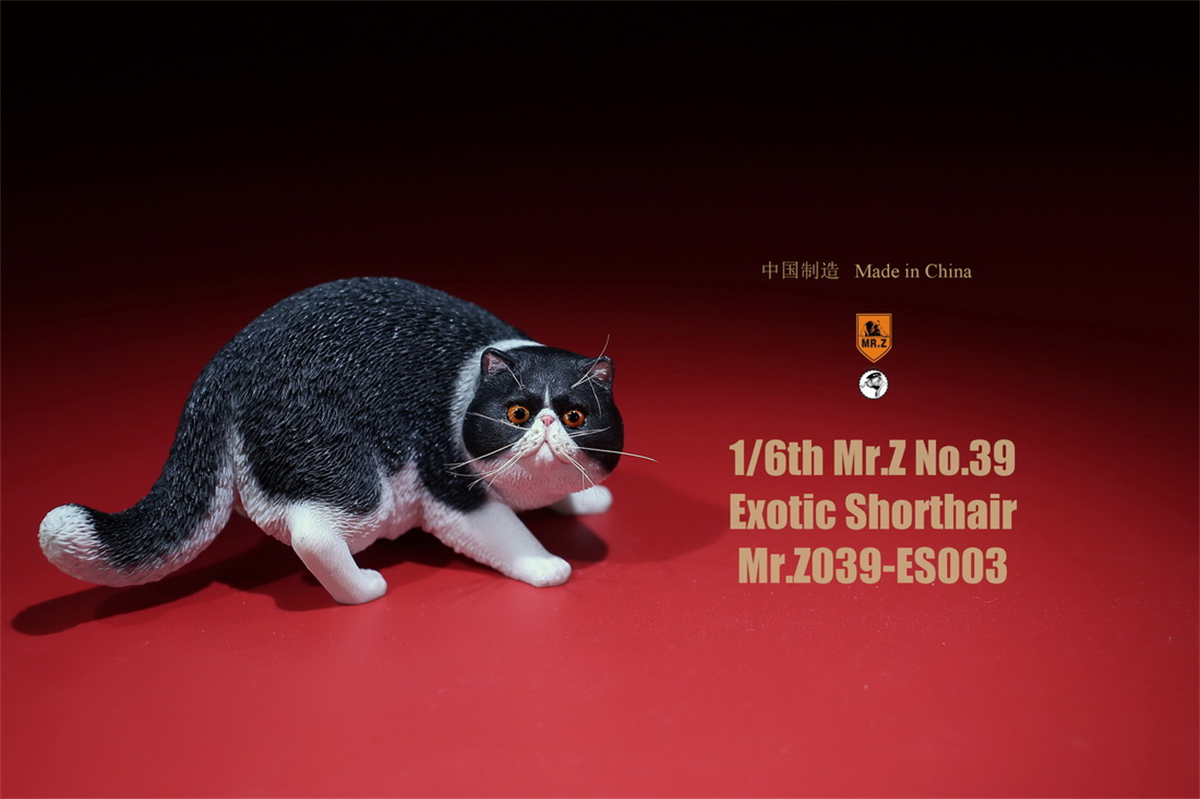 Mr.Z Studio 1:6 Exotic Shorthair Cute Cat Pet Animal Model Collector Toys Gift Kitten Small Accessories Decoration simulation Mr.Z Studio 1:6 Exotic Shorthair Cute Cat Pet Animal Model Collector Toys Gift Kitten Small Accessories Decoration simulation