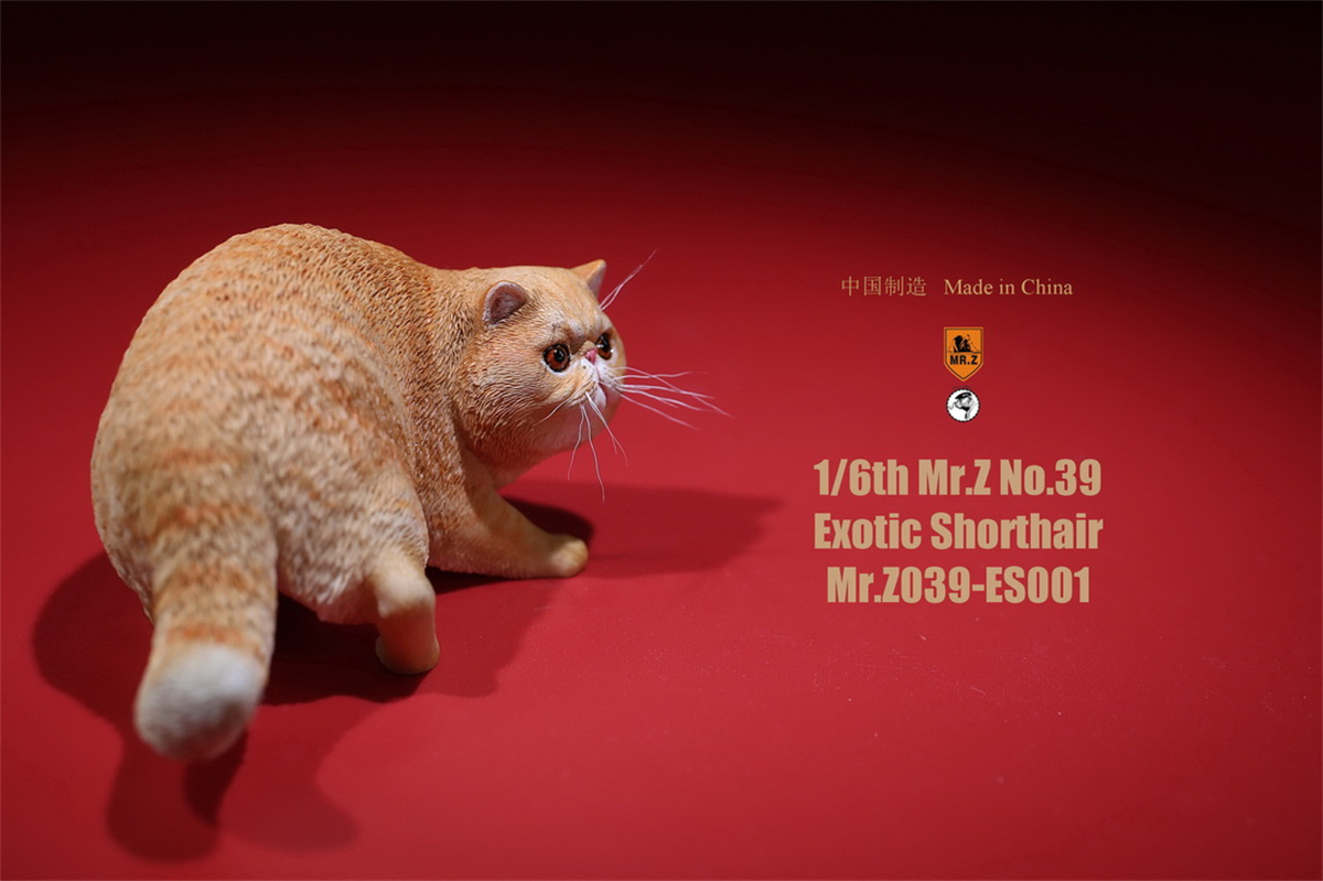 Mr.Z Studio 1:6 Exotic Shorthair Cute Cat Pet Animal Model Collector Toys Gift Kitten Small Accessories Decoration simulation Mr.Z Studio 1:6 Exotic Shorthair Cute Cat Pet Animal Model Collector Toys Gift Kitten Small Accessories Decoration simulation