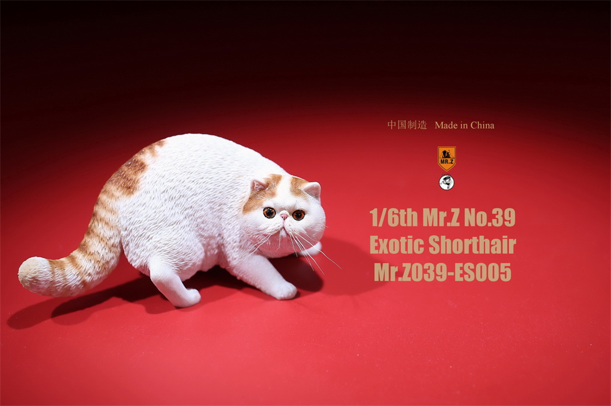 Mr.Z Studio 1:6 Exotic Shorthair Cute Cat Pet Animal Model Collector Toys Gift Kitten Small Accessories Decoration simulation Mr.Z Studio 1:6 Exotic Shorthair Cute Cat Pet Animal Model Collector Toys Gift Kitten Small Accessories Decoration simulation