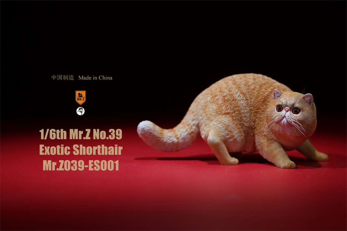 Mr.Z Studio 1:6 Exotic Shorthair Cute Cat Pet Animal Model Collector Toys Gift Kitten Small Accessories Decoration simulation Mr.Z Studio 1:6 Exotic Shorthair Cute Cat Pet Animal Model Collector Toys Gift Kitten Small Accessories Decoration simulation