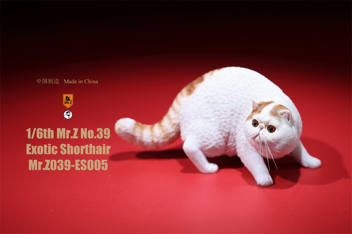 Mr.Z Studio 1:6 Exotic Shorthair Cute Cat Pet Animal Model Collector Toys Gift Kitten Small Accessories Decoration simulation Mr.Z Studio 1:6 Exotic Shorthair Cute Cat Pet Animal Model Collector Toys Gift Kitten Small Accessories Decoration simulation