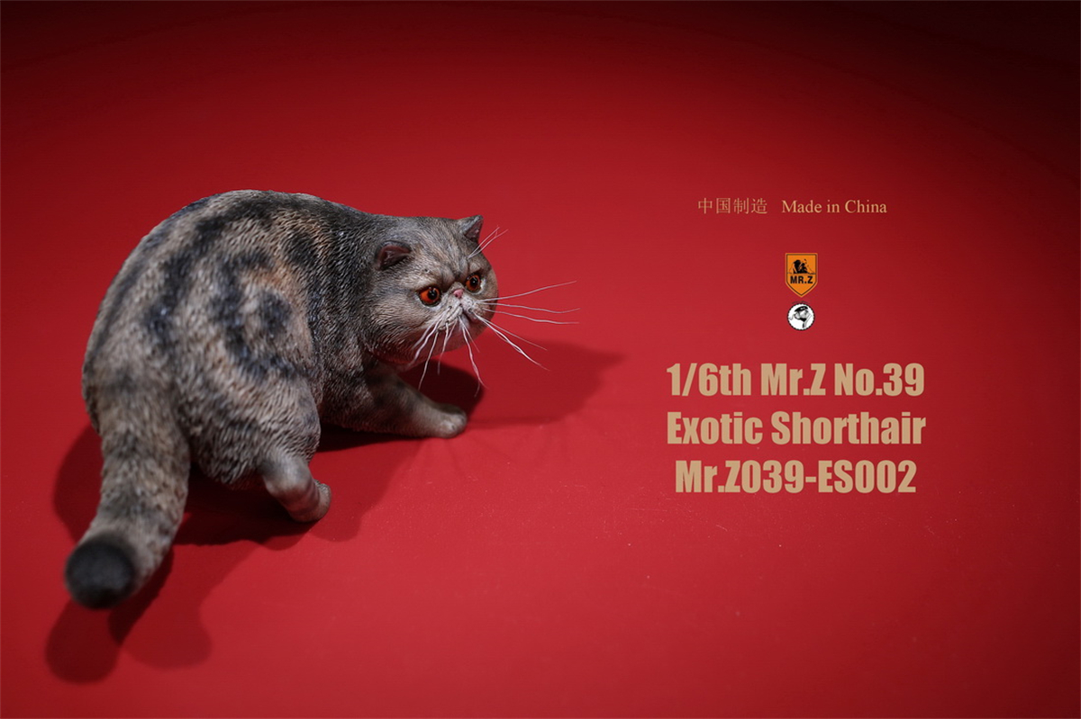 Mr.Z Studio 1:6 Exotic Shorthair Cute Cat Pet Animal Model Collector Toys Gift Kitten Small Accessories Decoration simulation Mr.Z Studio 1:6 Exotic Shorthair Cute Cat Pet Animal Model Collector Toys Gift Kitten Small Accessories Decoration simulation