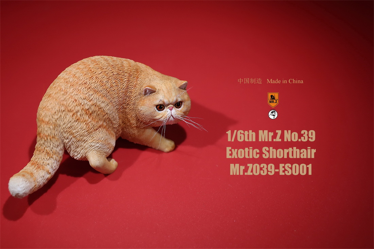 Mr.Z Studio 1:6 Exotic Shorthair Cute Cat Pet Animal Model Collector Toys Gift Kitten Small Accessories Decoration simulation Mr.Z Studio 1:6 Exotic Shorthair Cute Cat Pet Animal Model Collector Toys Gift Kitten Small Accessories Decoration simulation