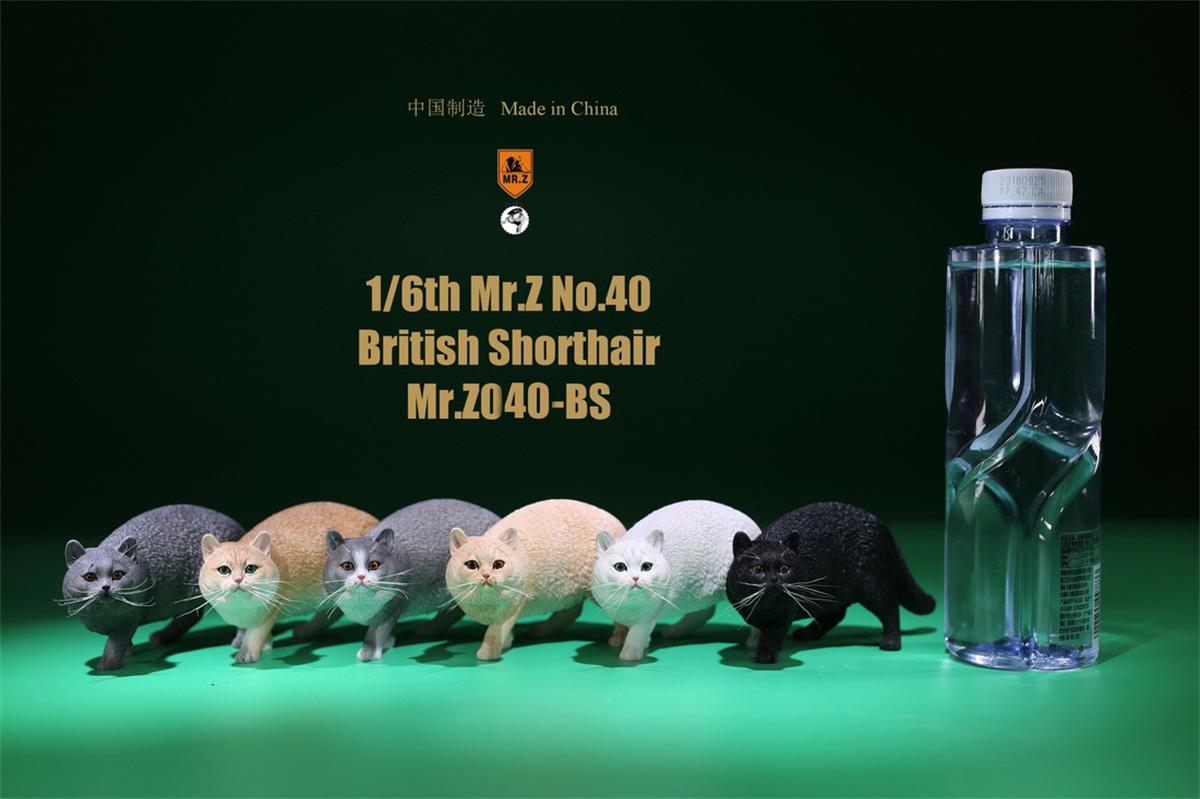 Mr.Z Studio 1:6 British Shorthair Cat Figure Cute Pet Animal Model Collector Toys Gfit Simulation Home Decoration Unisex Mr.Z Studio 1:6 British Shorthair Cat Figure Cute Pet Animal Model Collector Toys Gfit Simulation Home Decoration Unisex