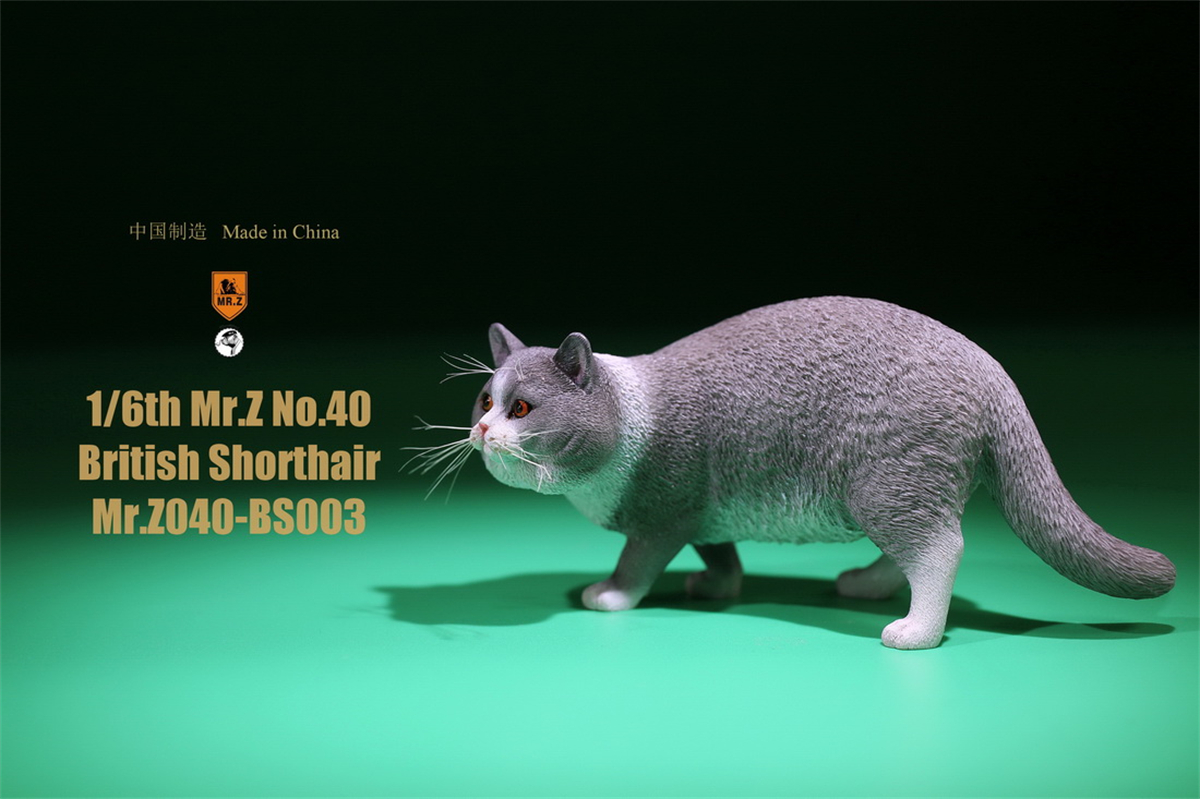 Mr.Z Studio 1:6 British Shorthair Cat Figure Cute Pet Animal Model Collector Toys Gfit Simulation Home Decoration Unisex Mr.Z Studio 1:6 British Shorthair Cat Figure Cute Pet Animal Model Collector Toys Gfit Simulation Home Decoration Unisex