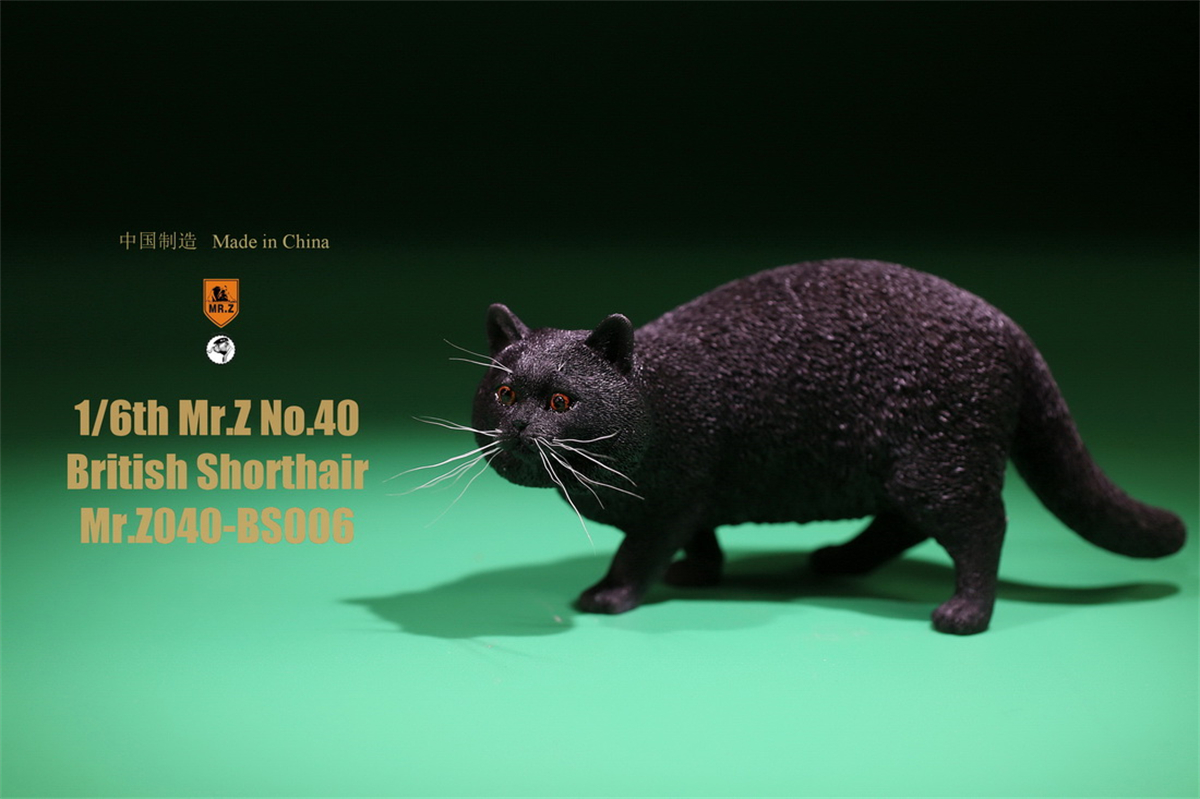 Mr.Z Studio 1:6 British Shorthair Cat Figure Cute Pet Animal Model Collector Toys Gfit Simulation Home Decoration Unisex Mr.Z Studio 1:6 British Shorthair Cat Figure Cute Pet Animal Model Collector Toys Gfit Simulation Home Decoration Unisex