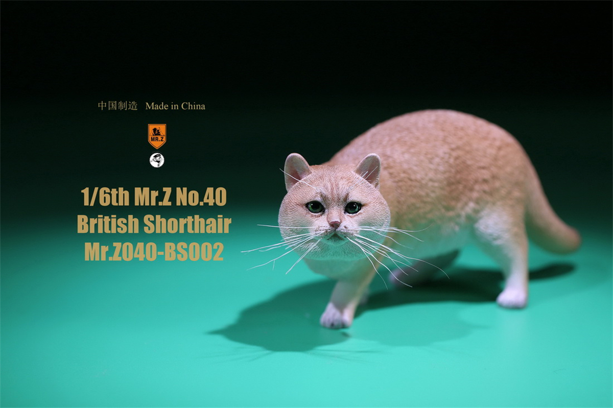 Mr.Z Studio 1:6 British Shorthair Cat Figure Cute Pet Animal Model Collector Toys Gfit Simulation Home Decoration Unisex Mr.Z Studio 1:6 British Shorthair Cat Figure Cute Pet Animal Model Collector Toys Gfit Simulation Home Decoration Unisex
