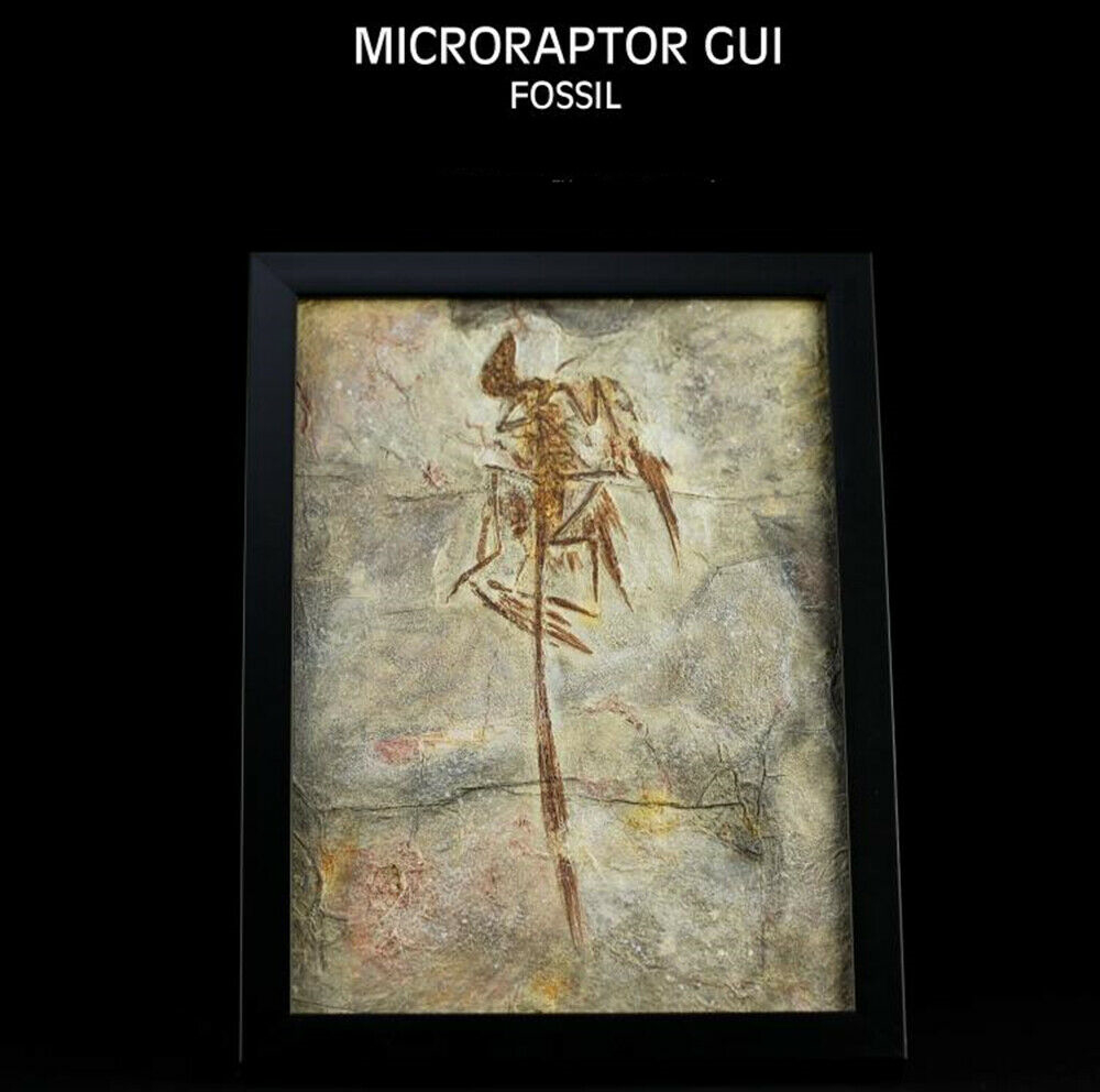 Vitae Microraptor Gui Fossil Photo Frame Dinosaur Toys Animal Collector Decoration Adults Gift Vitae Microraptor Gui Fossil Photo Frame Dinosaur Toys Animal Collector Decoration Adults Gift