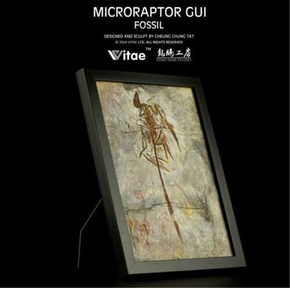 Vitae Microraptor Gui Fossil Photo Frame Dinosaur Toys Animal Collector Decoration Adults Gift Vitae Microraptor Gui Fossil Photo Frame Dinosaur Toys Animal Collector Decoration Adults Gift