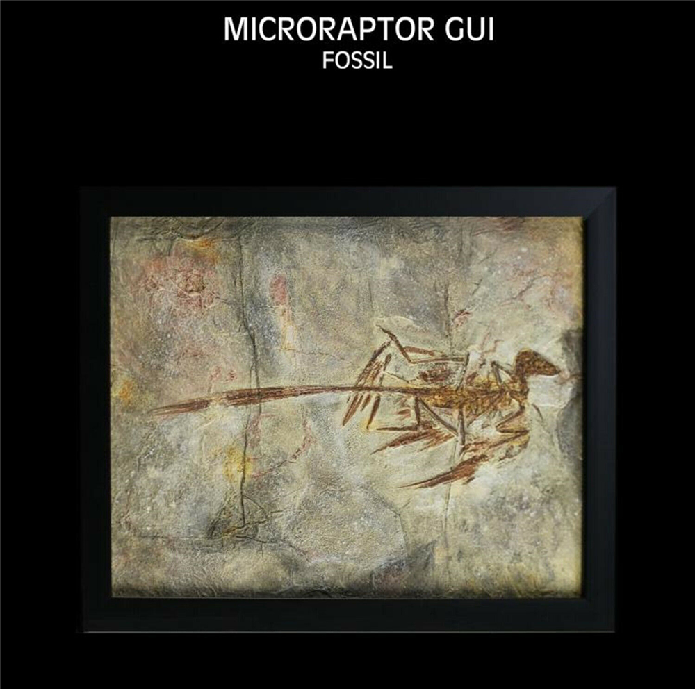 Vitae Microraptor Gui Fossil Photo Frame Dinosaur Toys Animal Collector Decoration Adults Gift Vitae Microraptor Gui Fossil Photo Frame Dinosaur Toys Animal Collector Decoration Adults Gift