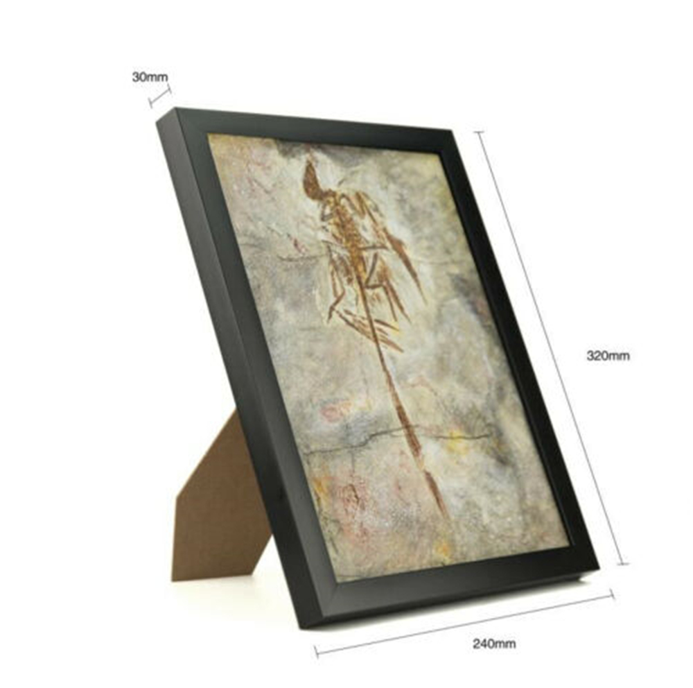 Vitae Microraptor Gui Fossil Photo Frame Dinosaur Toys Animal Collector Decoration Adults Gift Vitae Microraptor Gui Fossil Photo Frame Dinosaur Toys Animal Collector Decoration Adults Gift