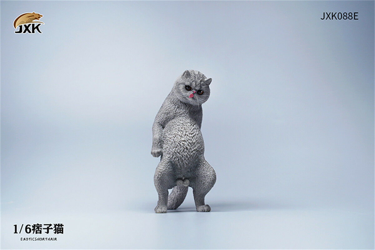 JXK 1/6th Exotic Shorthair Model Ruffian Cat Figure Realistic Animal Collector Funny Decoration Ornaments Kids Gift Toy JXK 1/6th Exotic Shorthair Model Ruffian Cat Figure Realistic Animal Collector Funny Decoration Ornaments Kids Gift Toy
